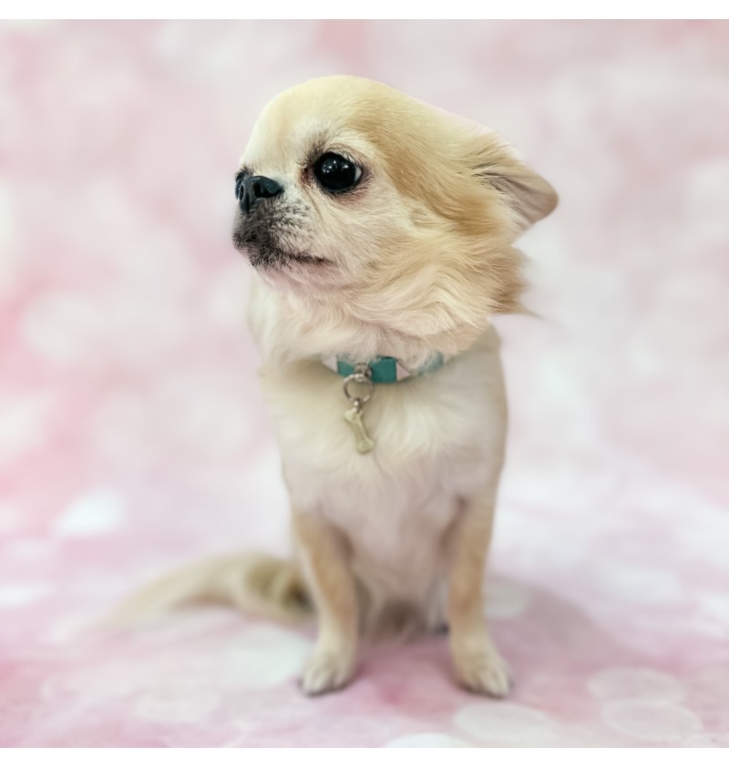 Chic and Stud Collar Acqua