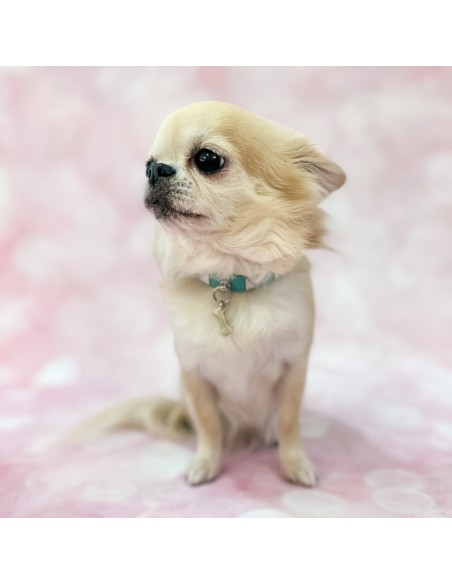 Chic and Stud Collar Acqua