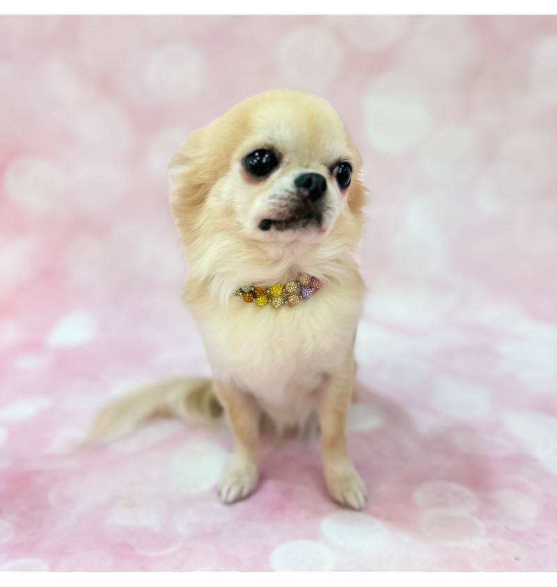 You Are My Rainbow Necklace