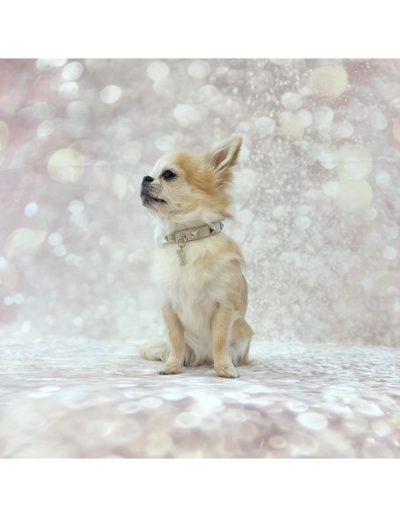 Chic and Stud Collar Oyster