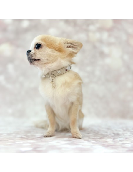 Chic and Stud Collar Oyster