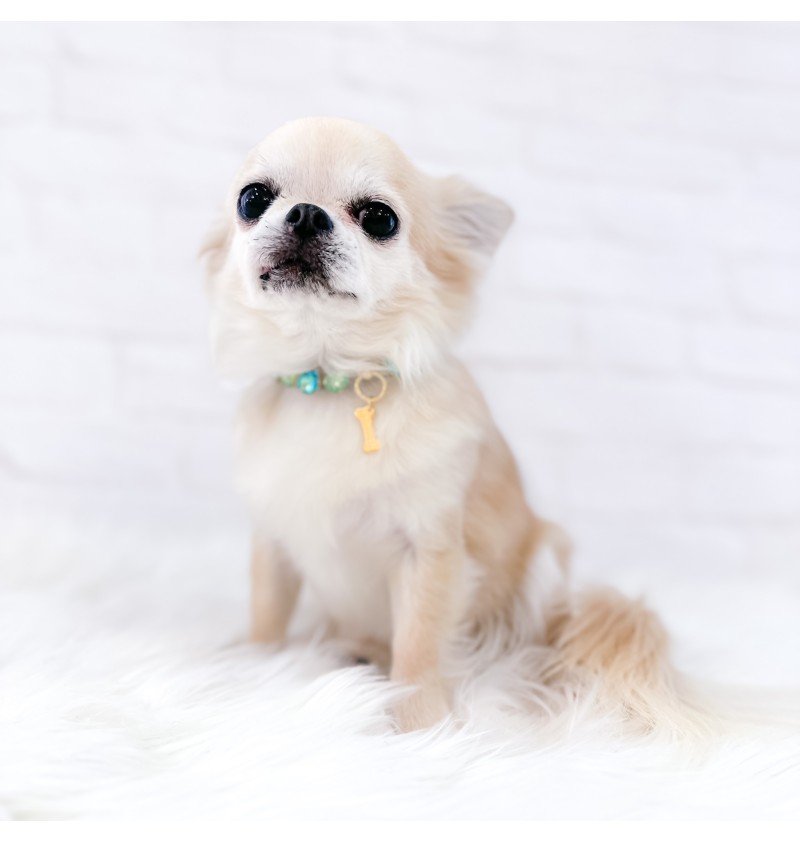 Stylish Green Collar