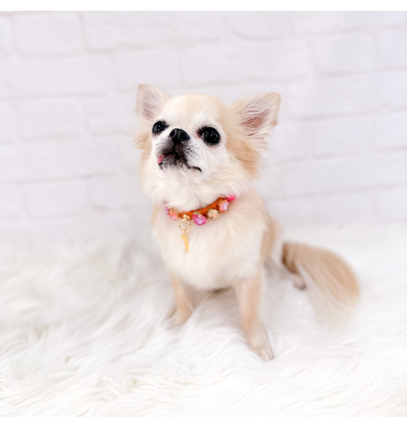 Orange and Pink Neon Collar