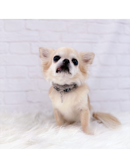 Posh Diamond Collar Grey