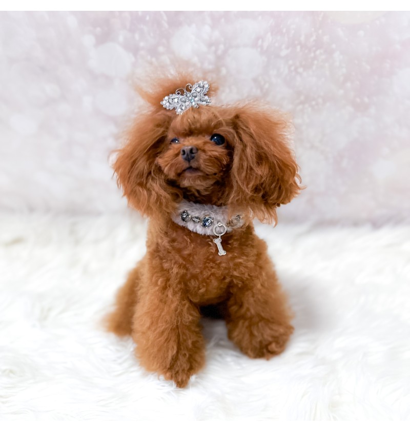 Posh Diamond Collar Grey