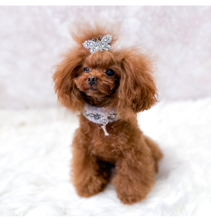 Posh Diamond Collar Grey