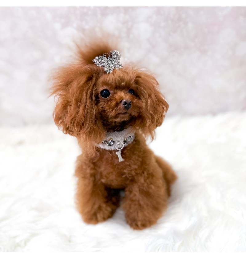 Posh Diamond Collar Grey