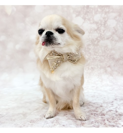 Eternal Champagne Collar 2