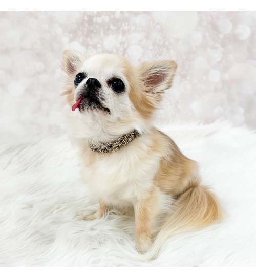 Crystal Babe Collar Golden Shadow/Gold 2