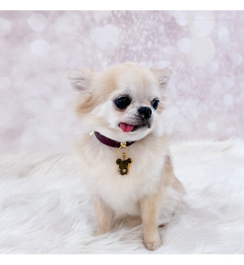 TopoMio Lover Collar Burgundy 2