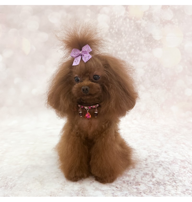 Magic Drops Collar Burgundy