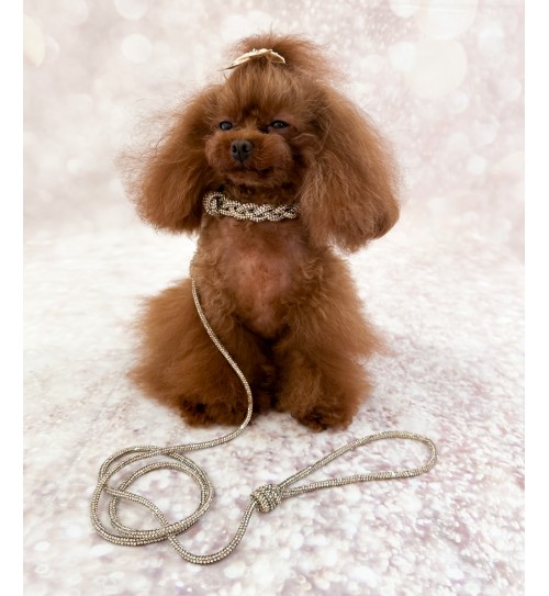 Crystal Babe Leash Golden Shadow/Gold 2