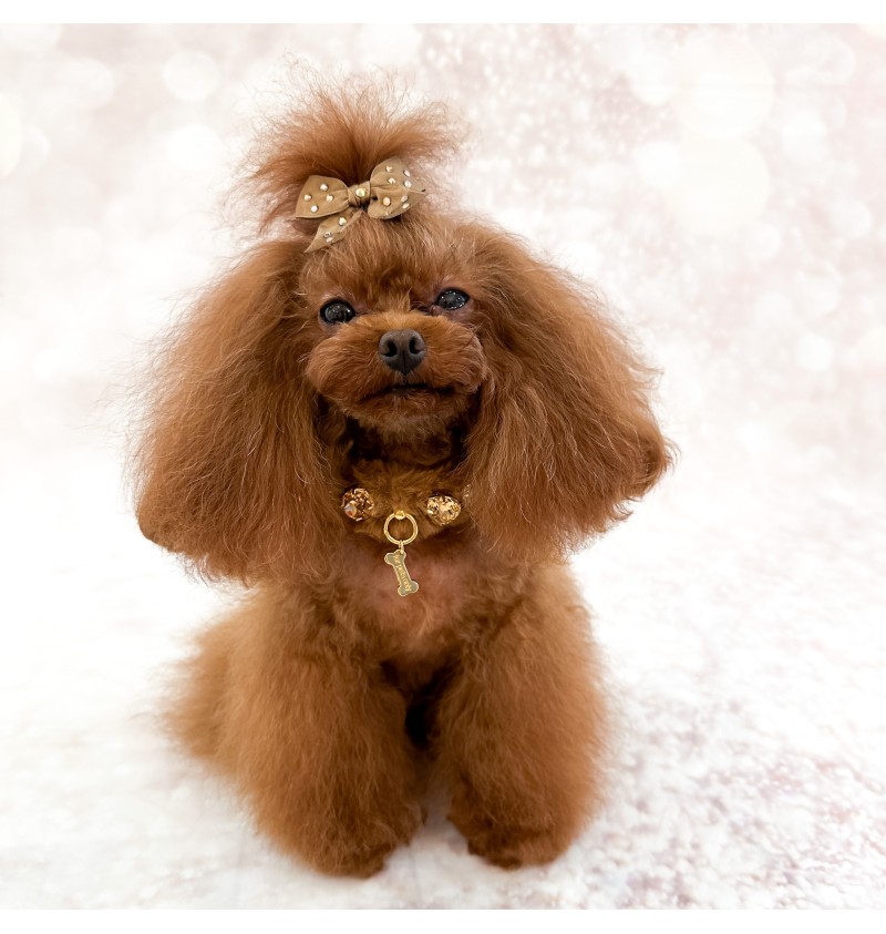 Posh Diamond Collar Caramel