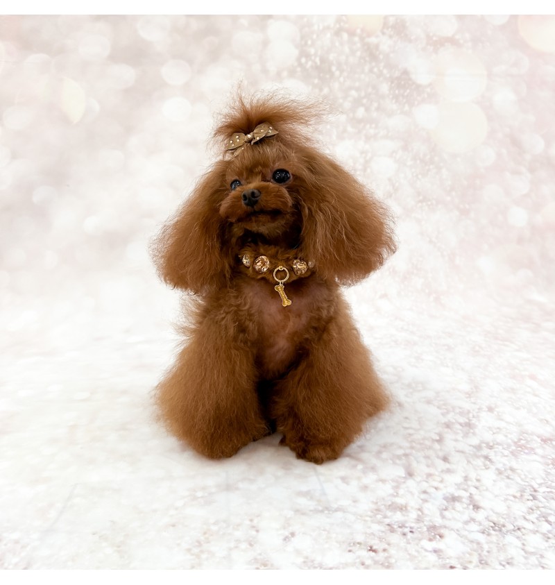 Posh Diamond Collar Caramel