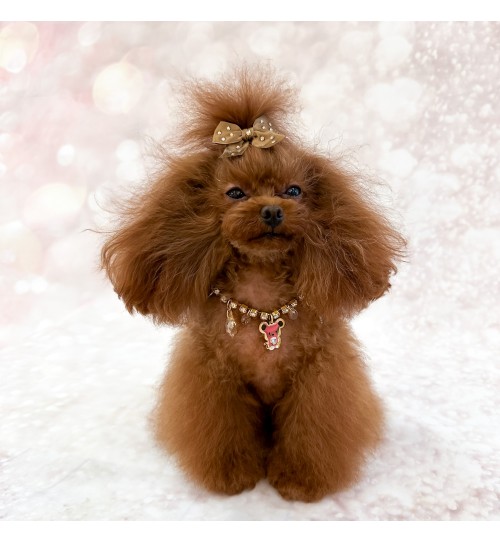 TopoMio Luxury Lifestyle Bijoux 2