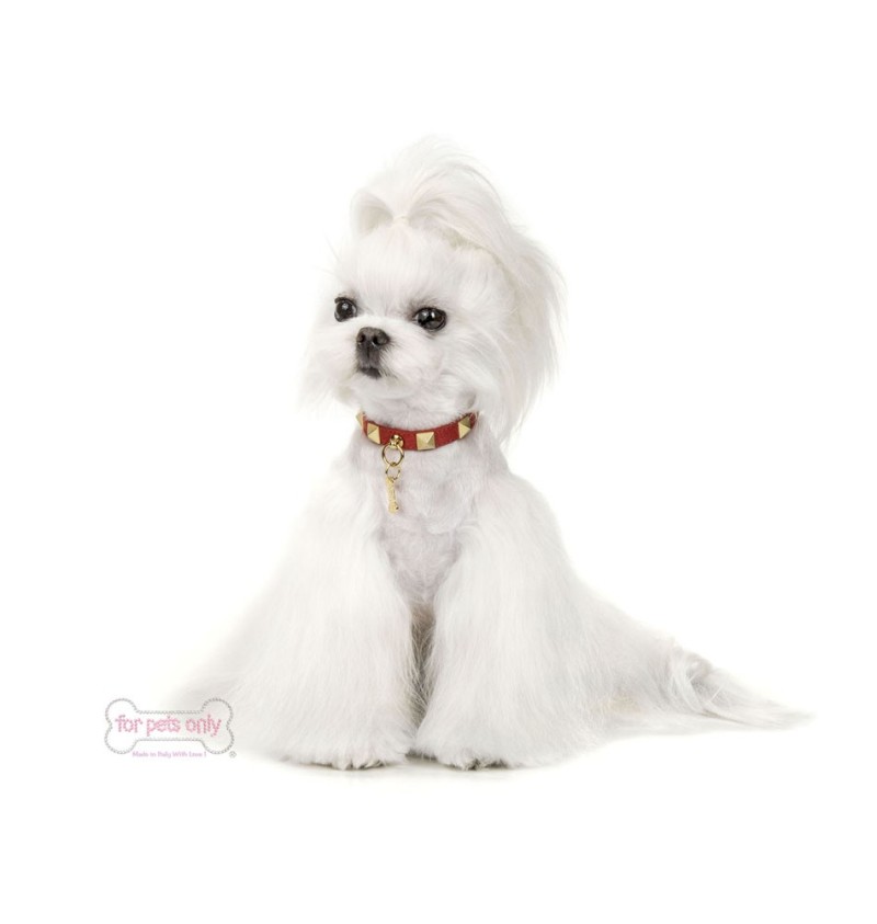 Chic And Stud Collar Rosso-Oro alcantara