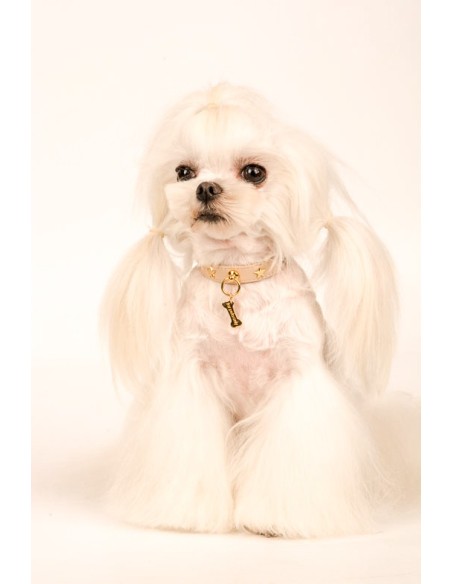 Cross Bones Collar Cappuccino