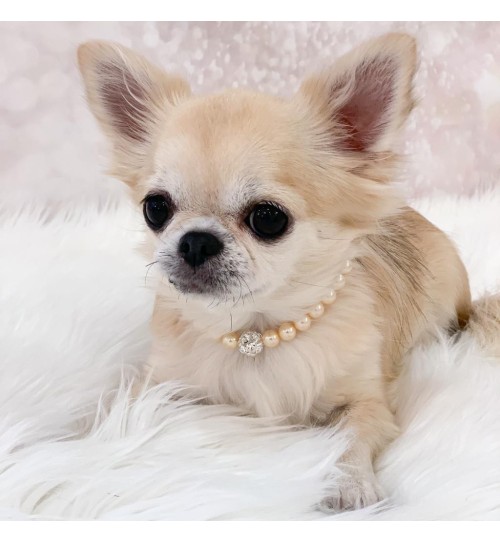 Pearls Bijoux Ivory 2