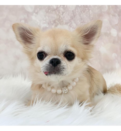 Pearls Bijoux Lilac 2